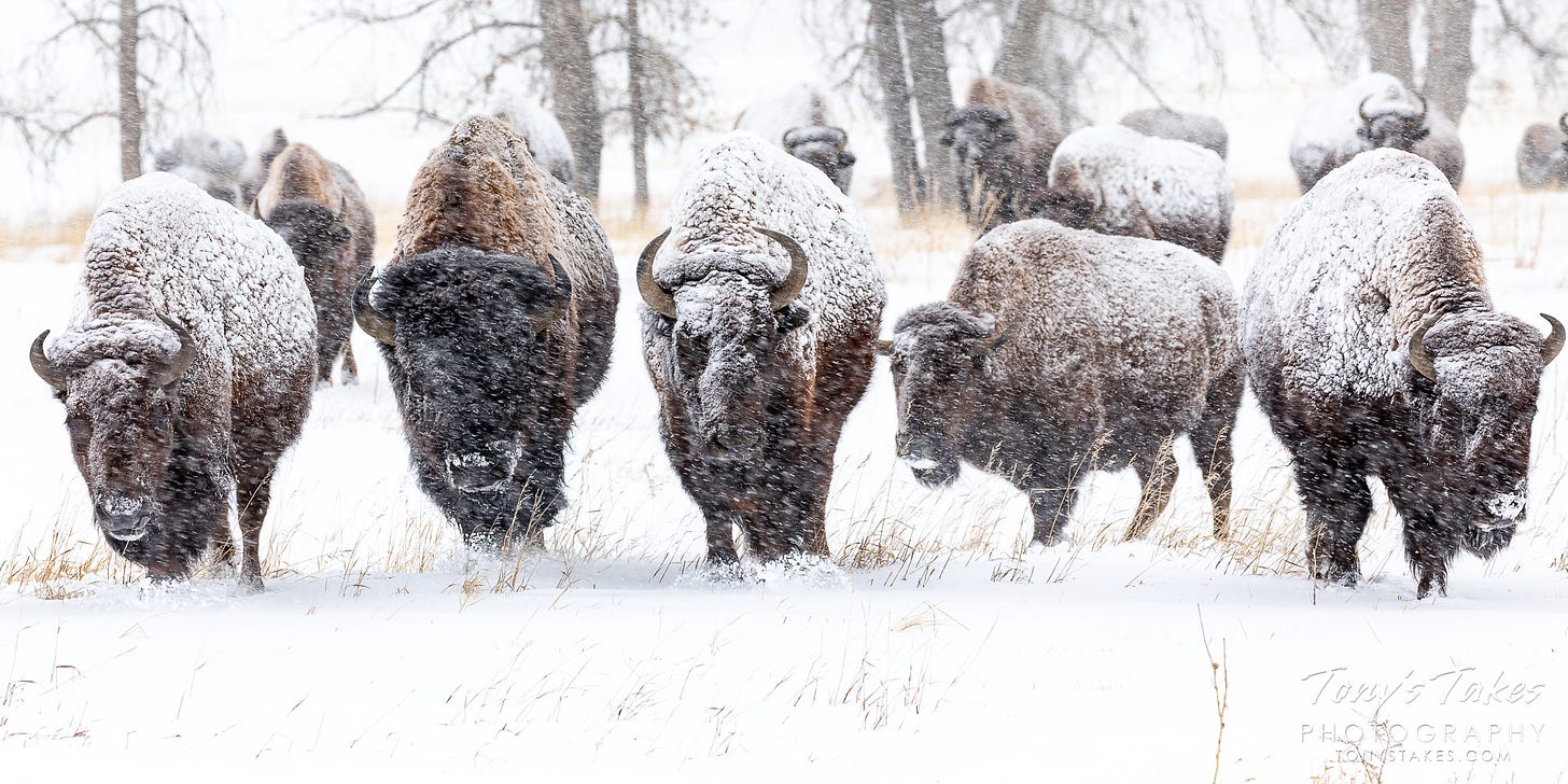 Bison herd marches into the storm | Tony's Takes Photography