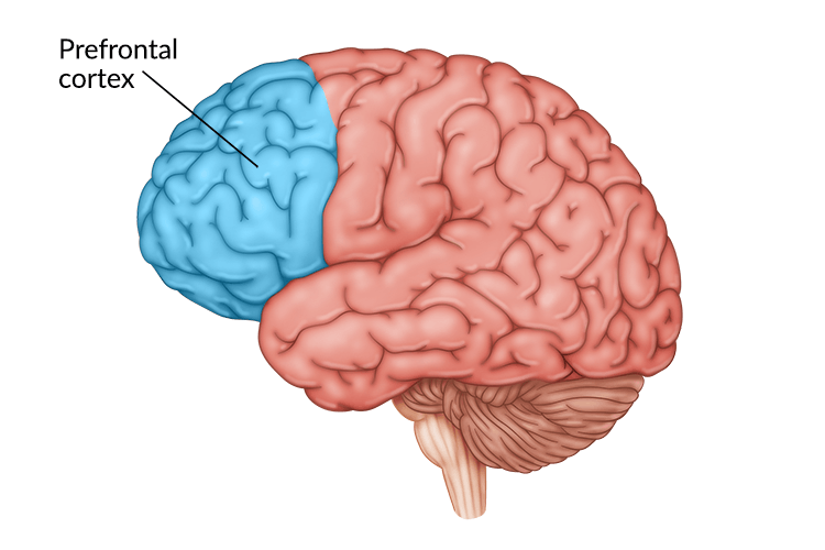 Prefrontal Cortex Damage: What to Expect & How to Recover Prefrontal Cortex Damage: What to Expect & How to Recover
