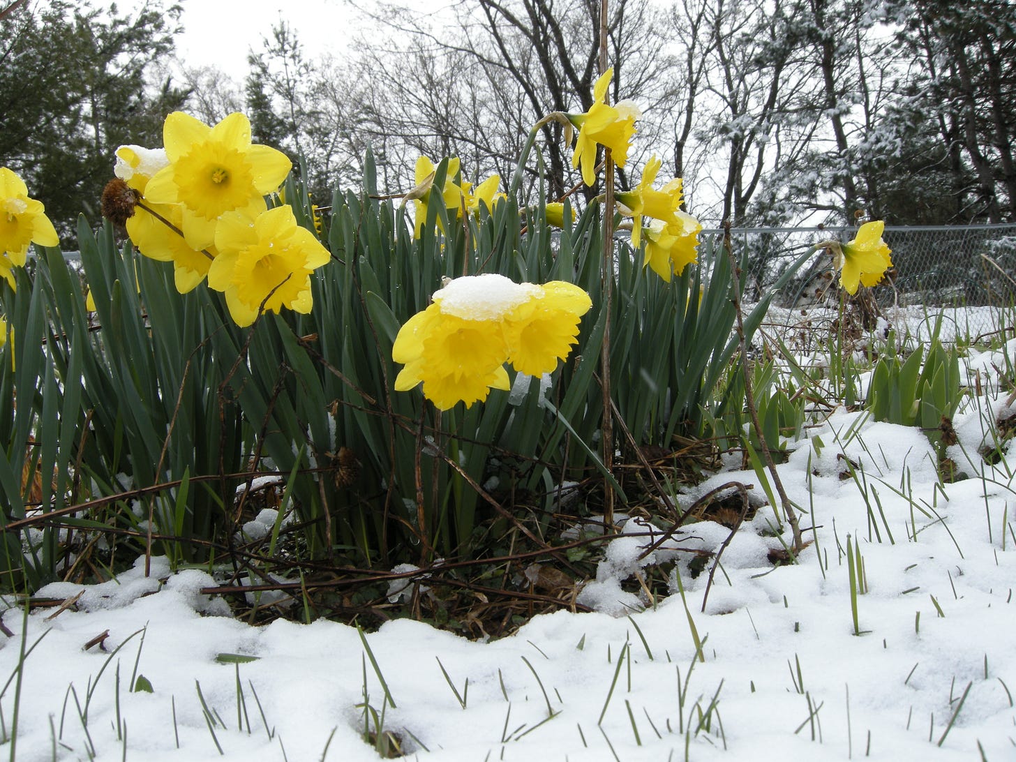 closeup of garden with daffodils weighed down by snow and surrounded by it, but still in full bloom.