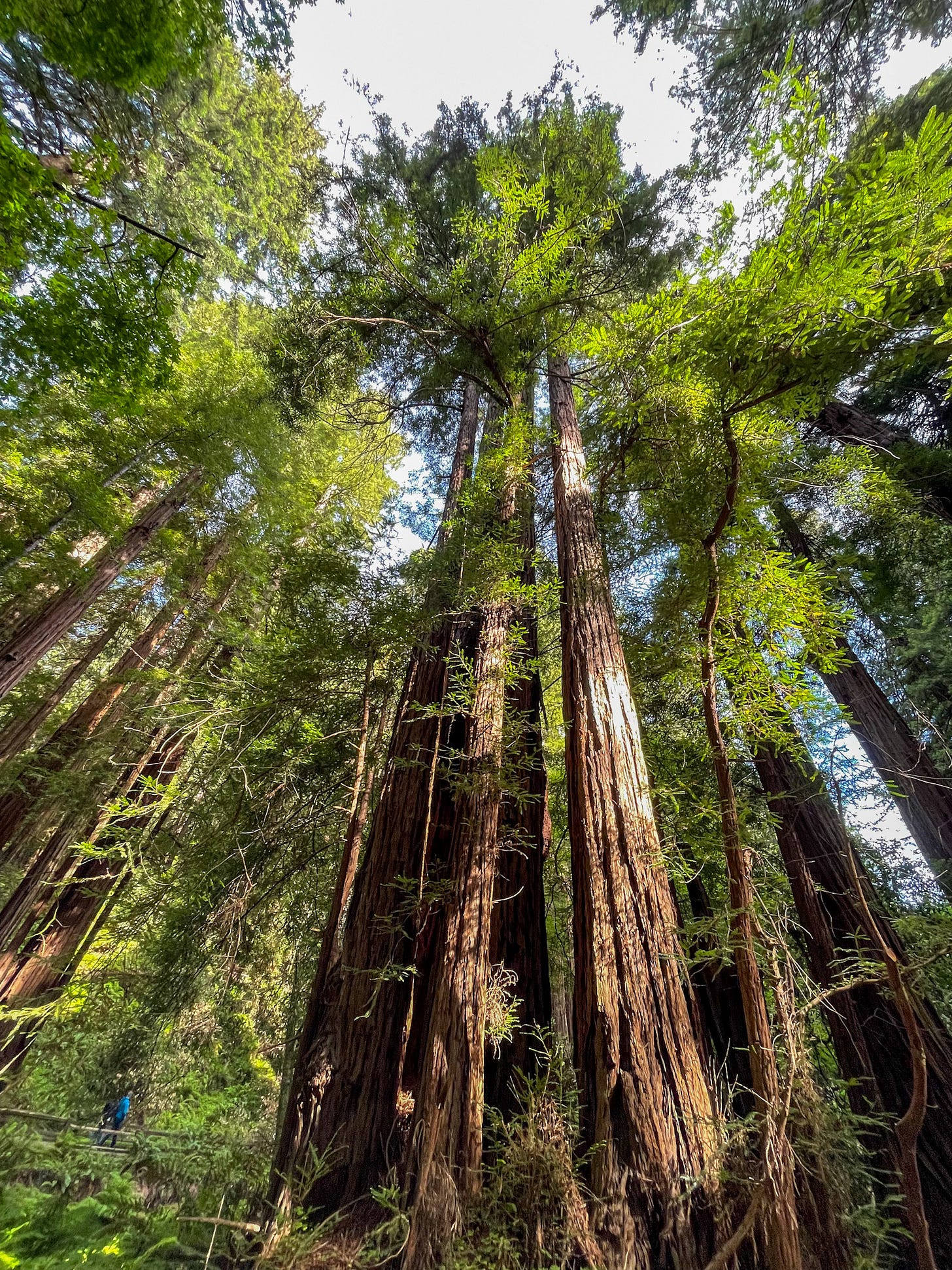 the Muir Woods, CA