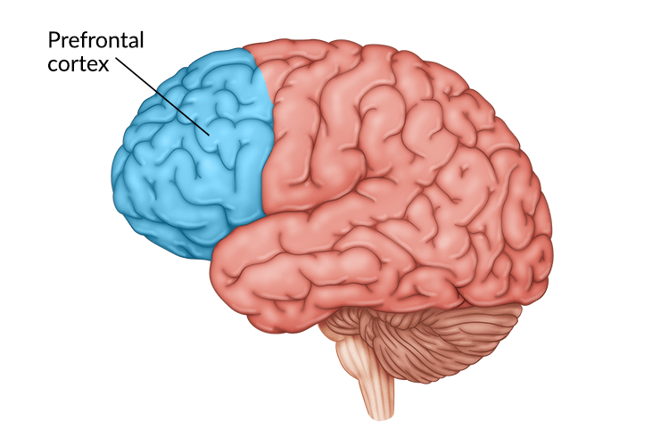 Prefrontal Cortex Damage: What to Expect & How to Recover