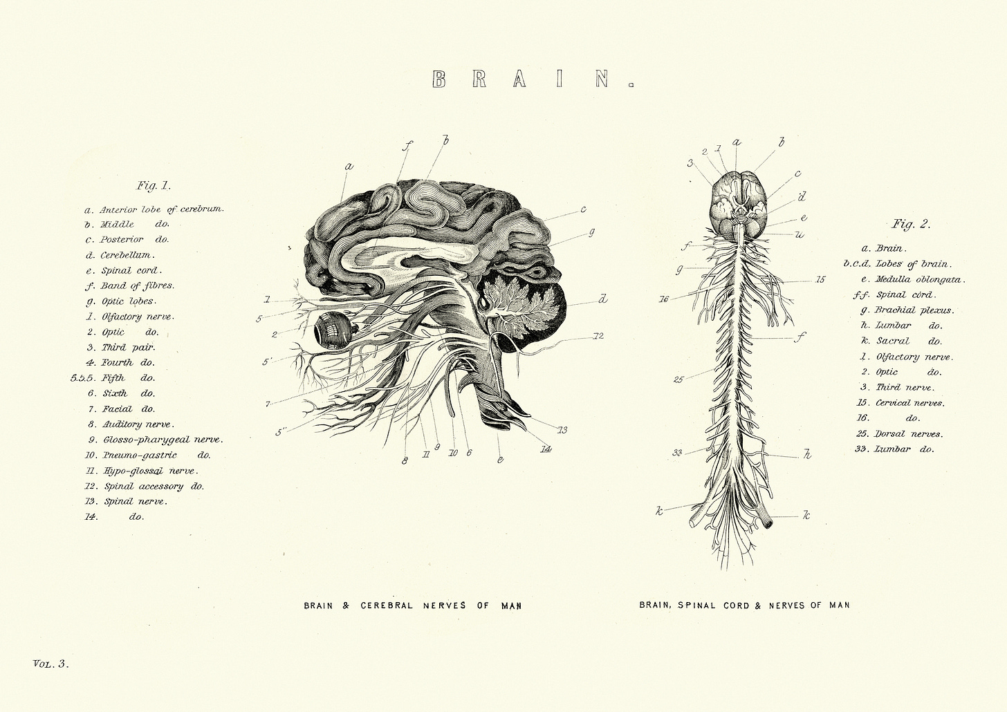 A Victorian era diagram of the brain and spinal cord, pencil line drawings of each anatomical feature with numbered lines pointing to the various parts.