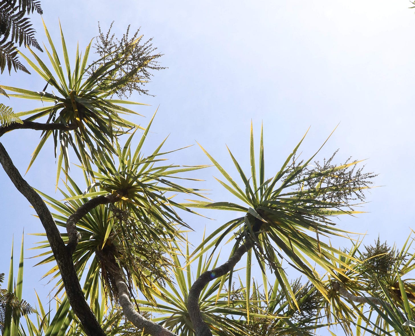 Tī kōuka trees against the sky, leaves backlit by the sun