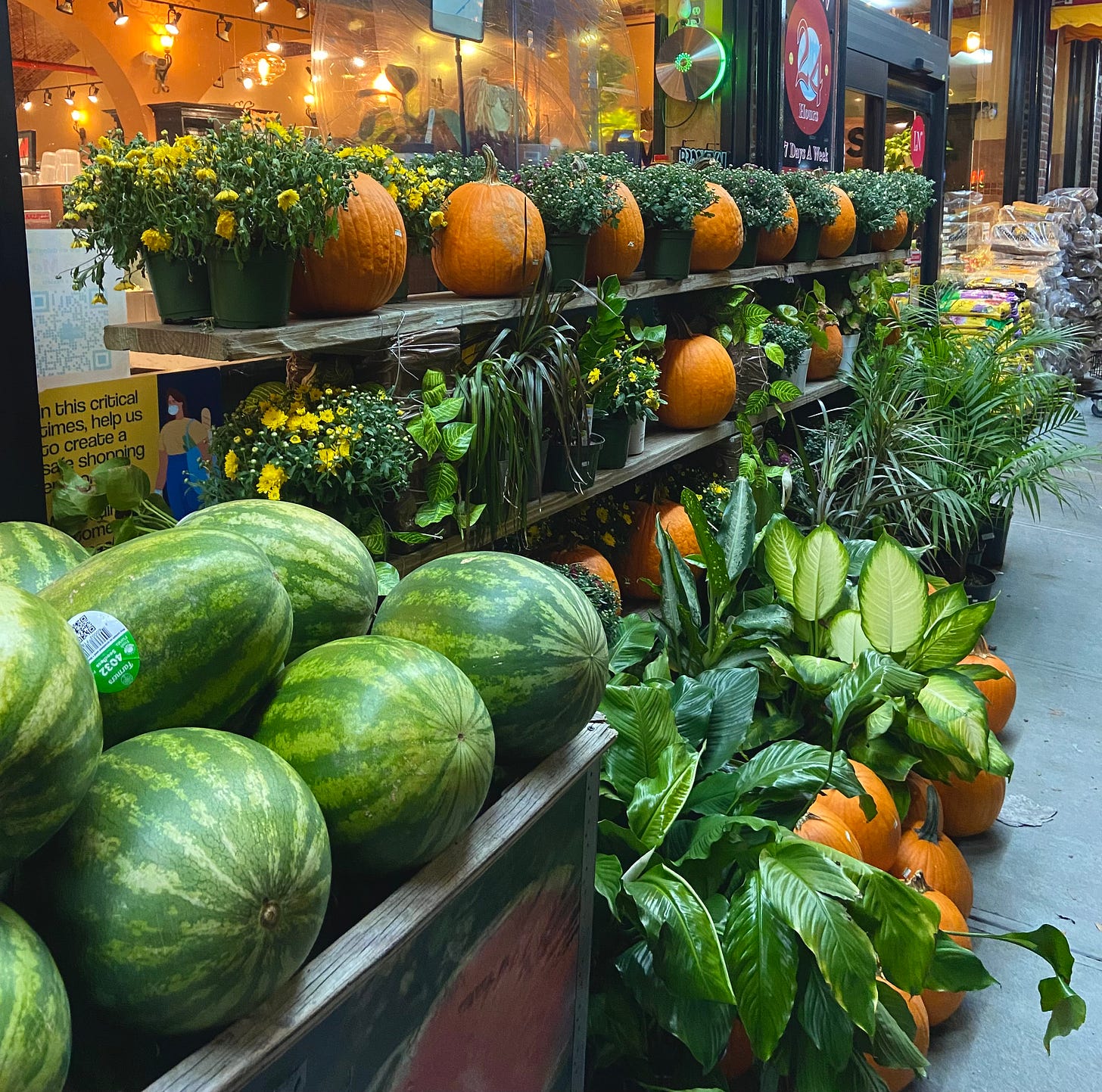 a bin of watermelons next to a display of pumpkins