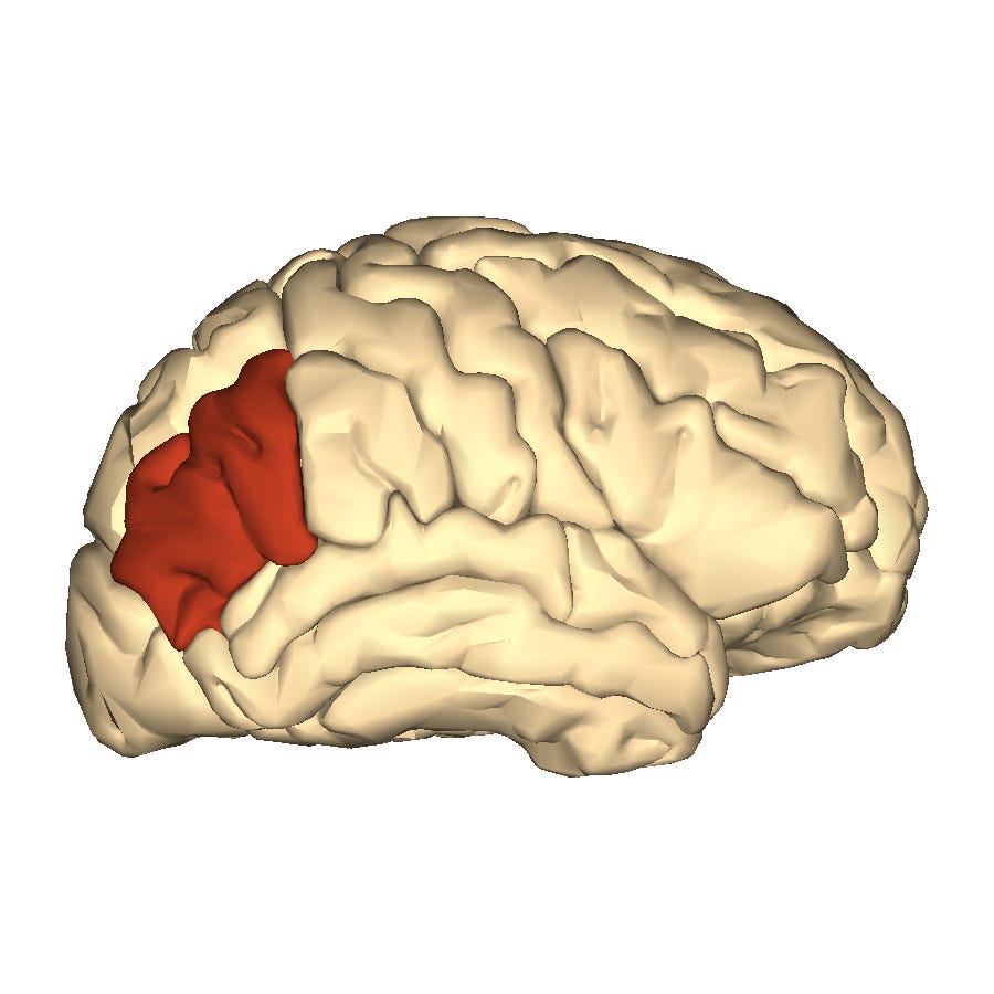 File:Cerebrum - angular gyrus - lateral view.png - Wikimedia Commons