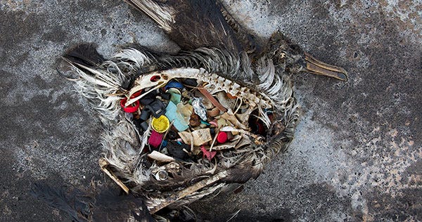 The dead and decomposing body of a black footed albatross chick, its stomach filled with plastic, found at the Midway Atoll National Wildlife Refuge on the Hawaiian archipelago.