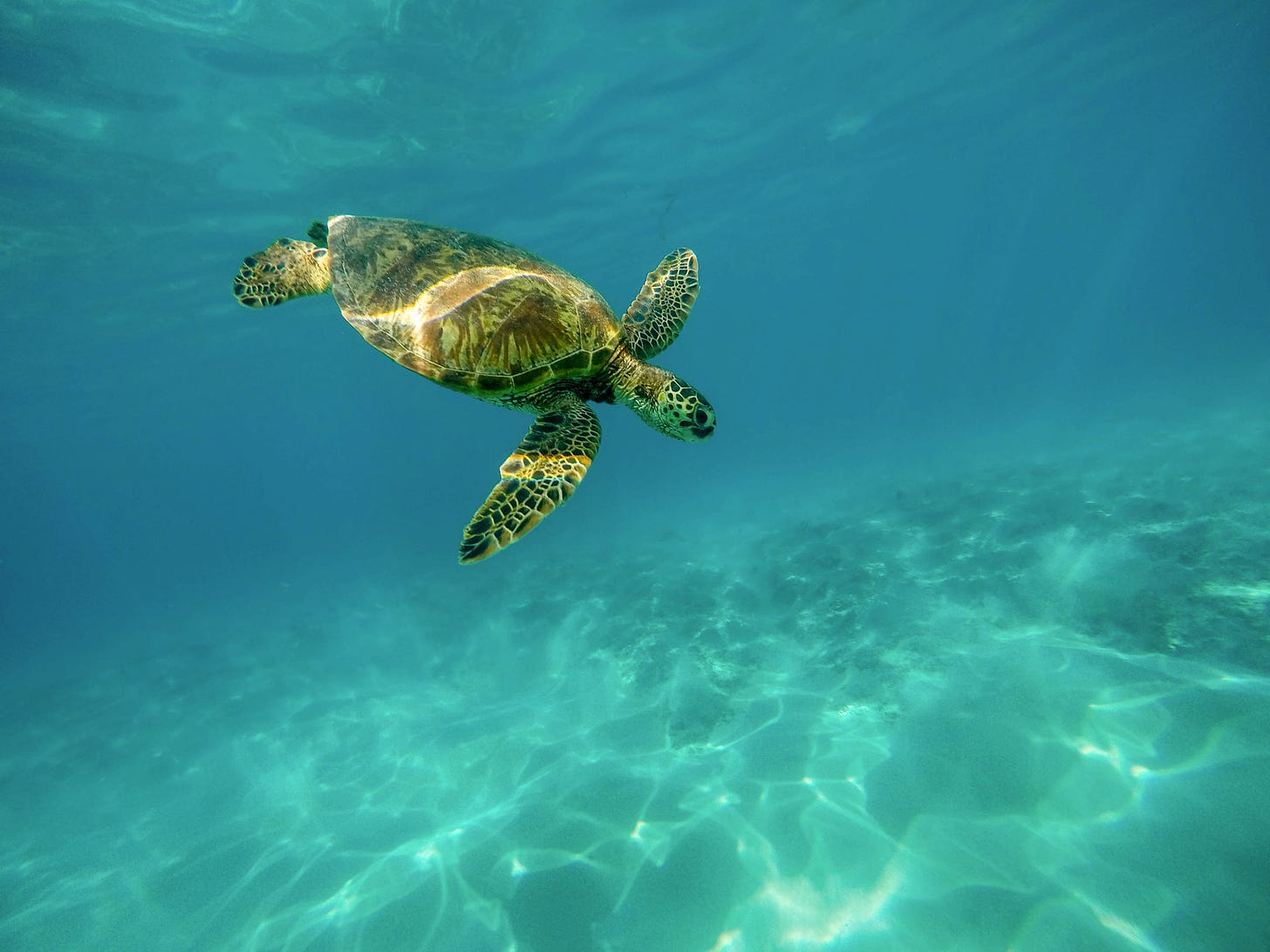 Sea turtle swimming downward in clear water, front flippers stretched out. Rays of sunlight dance throughout.