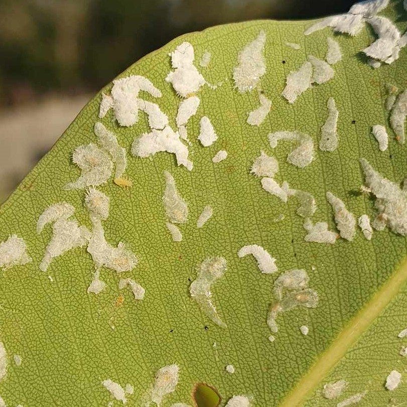 Lerps and psyllid nymphs on Corymbia ficifolia