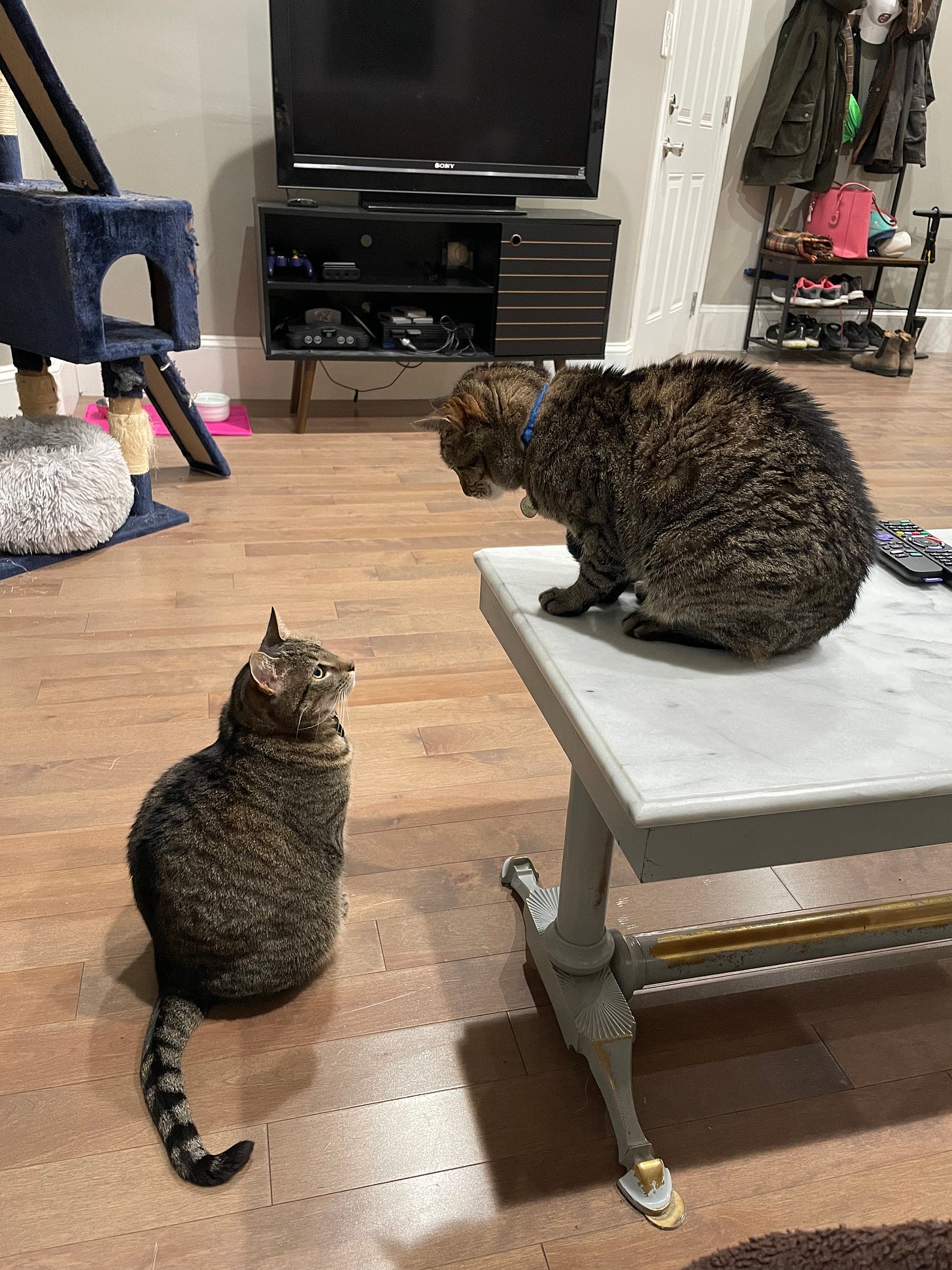 Two striped cats, one on the floor, one on a marble coffee table, stare at each other. 