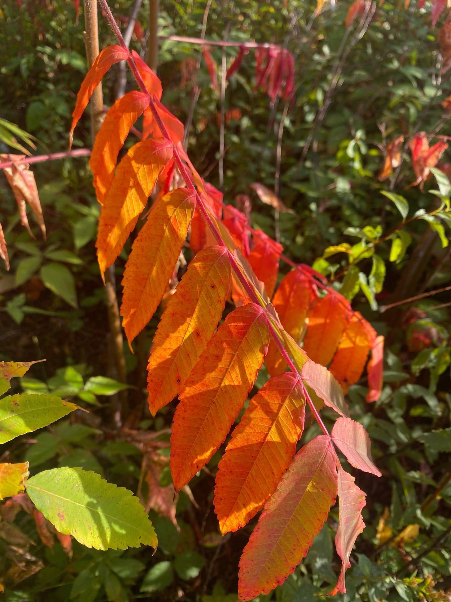 Closeup of a sumac branch, with many small red, orange and gold tear-shaped leaves lit up by the sun.