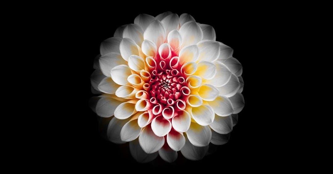 shallow focus photography of white and red flower