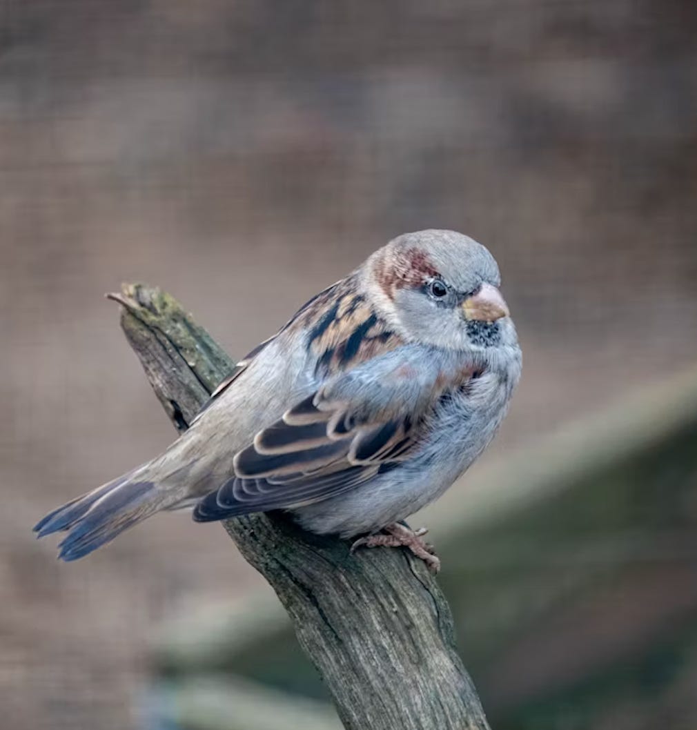 A cute little grey bird on a branch, shown in profile.
