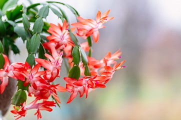 Blooming houseplant Christmas cactus Schlumbergera. Close up.