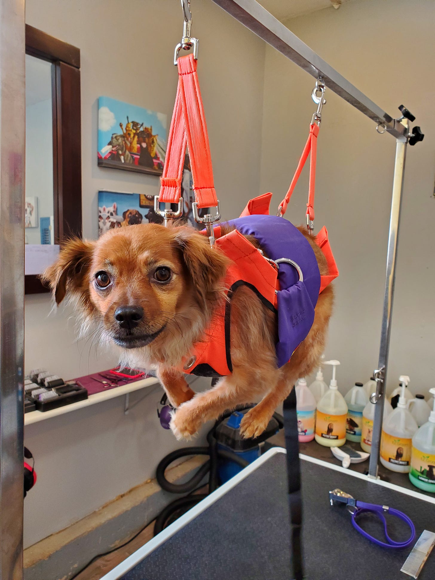 A very cute, small brown dog with shaggy ears looks mournfully at the camera while suspended, mid-air, in a bright orange harness. She is at the groomers and about to get her nails trimmed, which she hates.