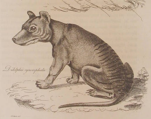 1808 illustration of a thylacine