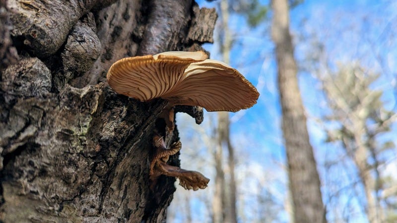 An oyster mushroom grows out of a tree trunk