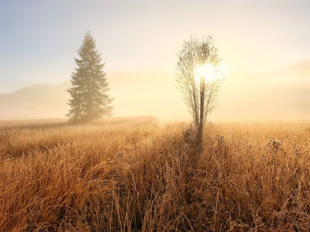 Create your own mini wetland through wild, shimmering grasses