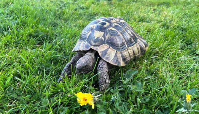Après neuf mois d'errance, la tortue Leonardo a été retrouvée près de chez elle Après neuf mois d'errance, la tortue Leonardo a été retrouvée près de chez elle