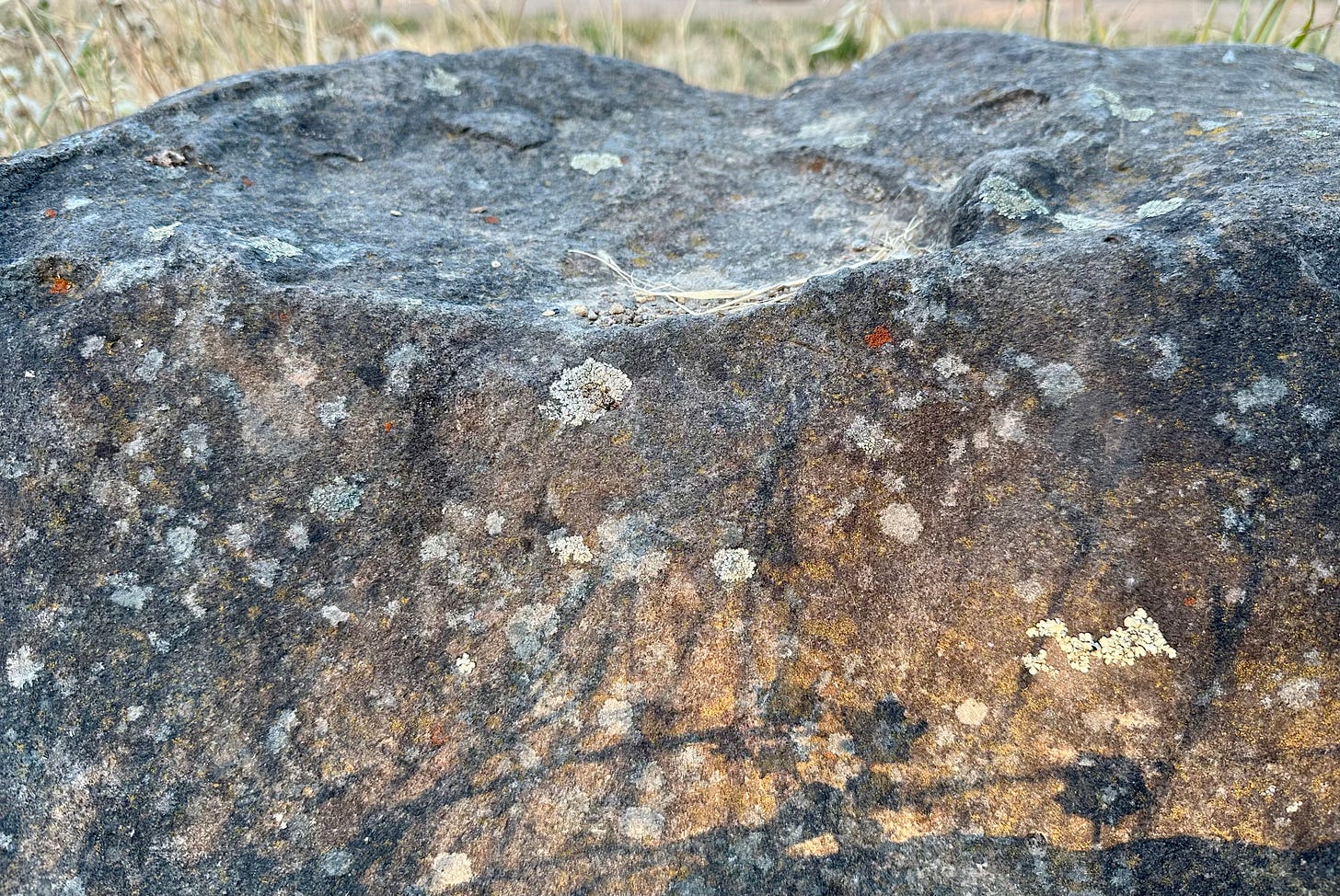 close up of a gray boulder, with patches of pale lichen. the lower half is golden with sunlight, the shadows of grasses stretching across it