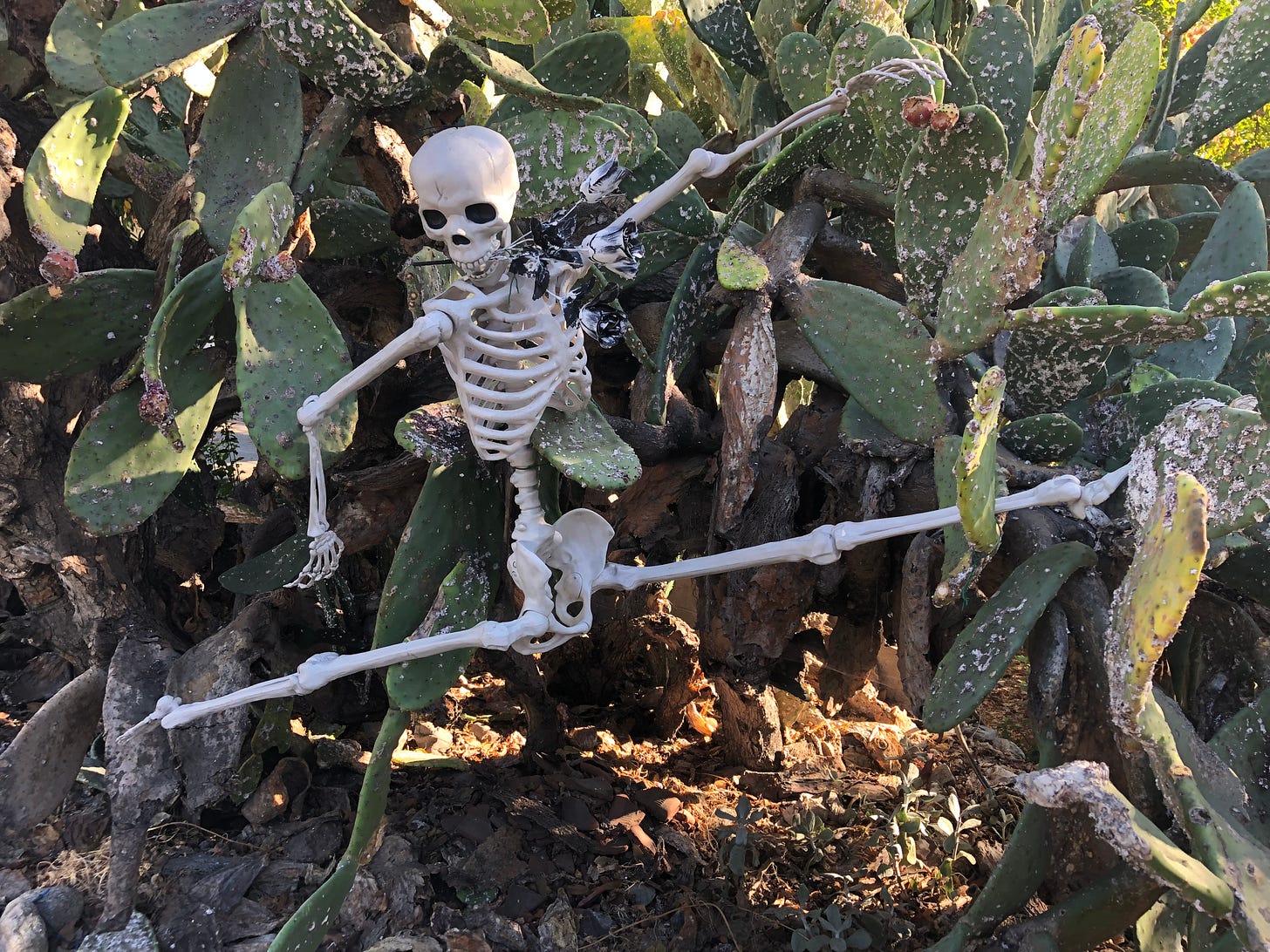 A Halloween skeleton leaping through a huge cactus with a black and white rose in its mouth