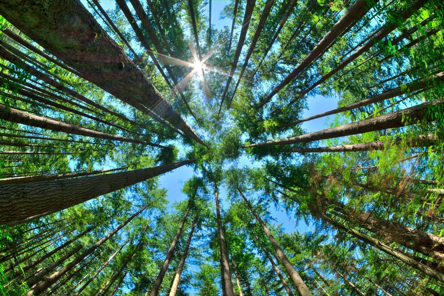Why Don't Trees Grow To The Sky? - Cardinal Capital Management