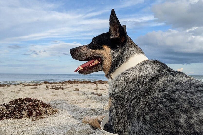 Scout the Australian Cattle Dog laying on dog-friendly Cocoa Beach in Florida