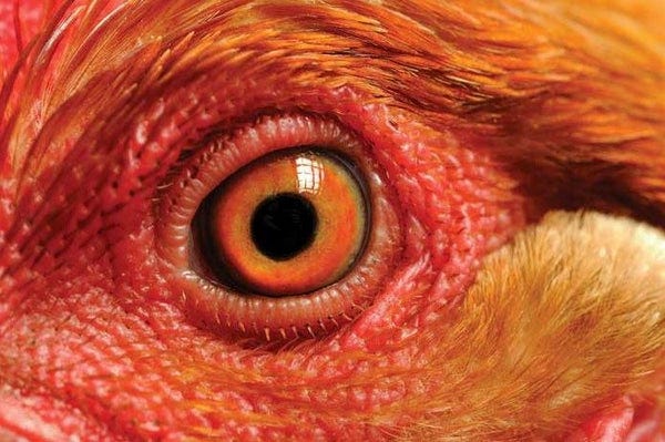 What Can Your Chickens See?