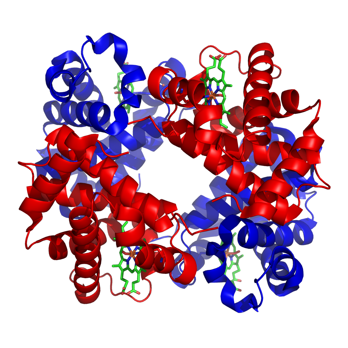 Hemoglobin - Wikipedia