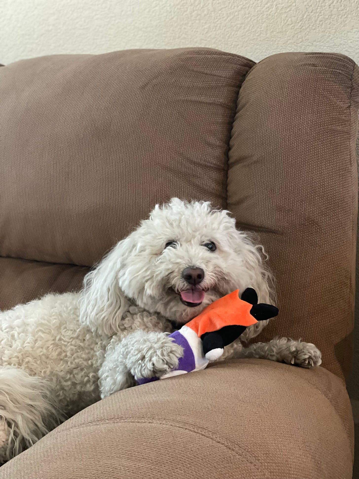 A fluffy white dog sits on a beige couch. He smiles and holds a purple and orange vampire plush toy under his paw.