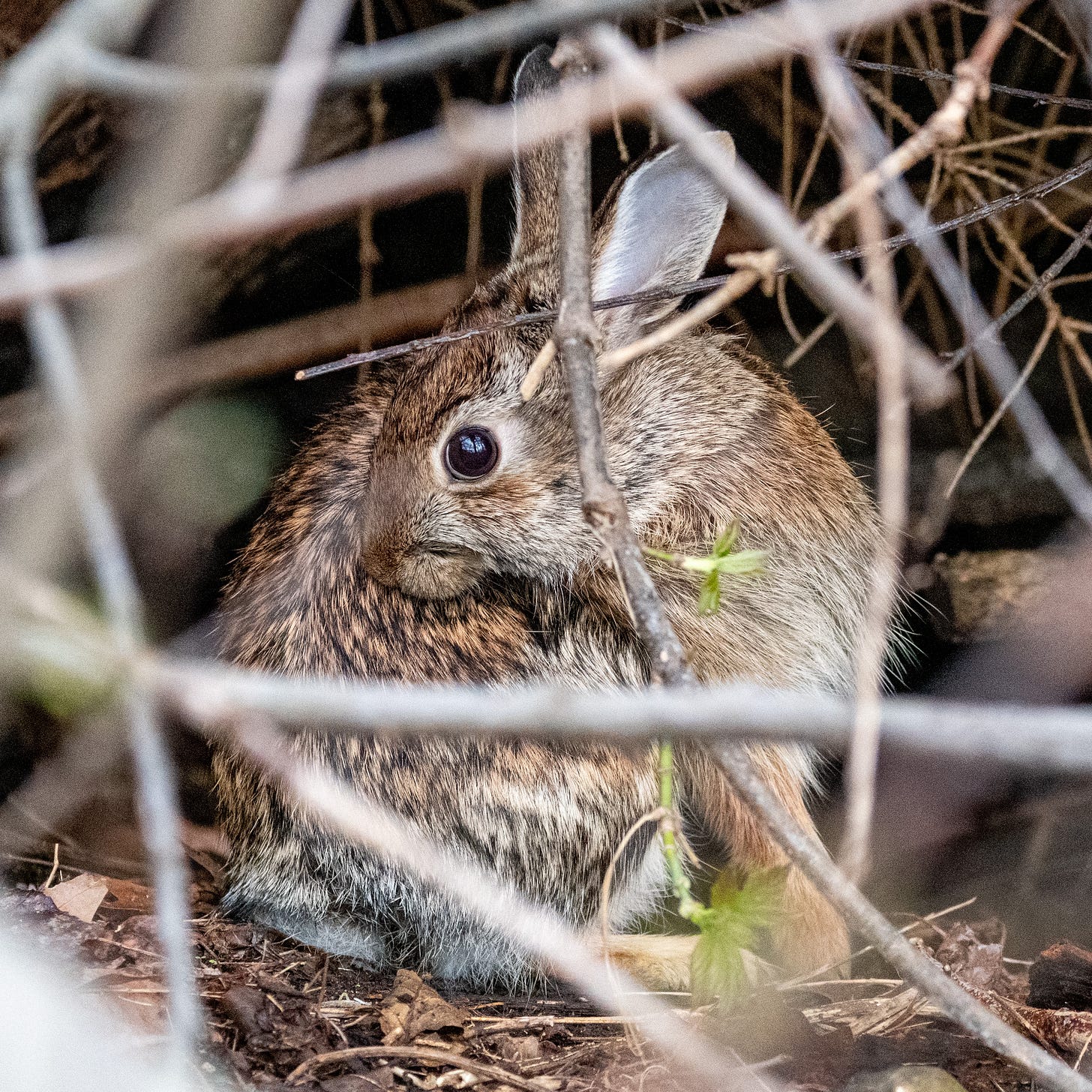 A brindled rabbit, nibbling at an itchy spot on its flank, eyes the camera from its hiding place under a fallen tree