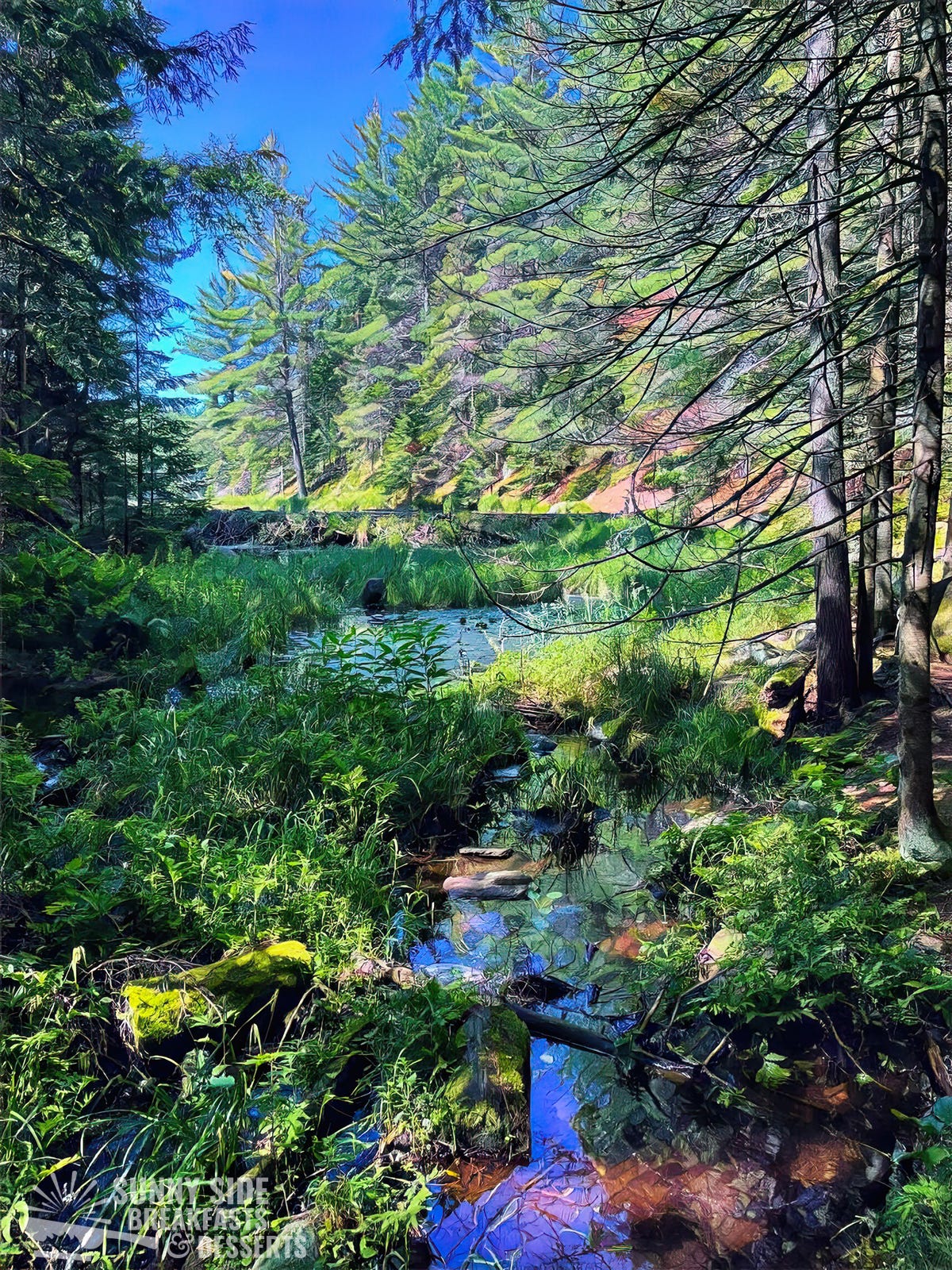 A forest scene with a babbling brook.