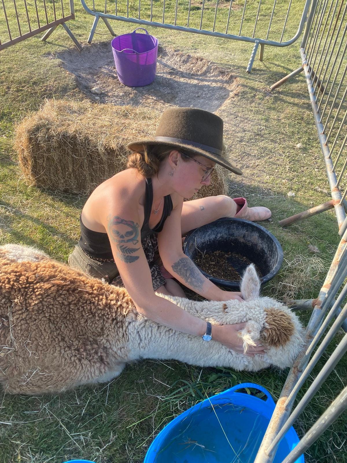 TTouch bodywork on sick alpaca