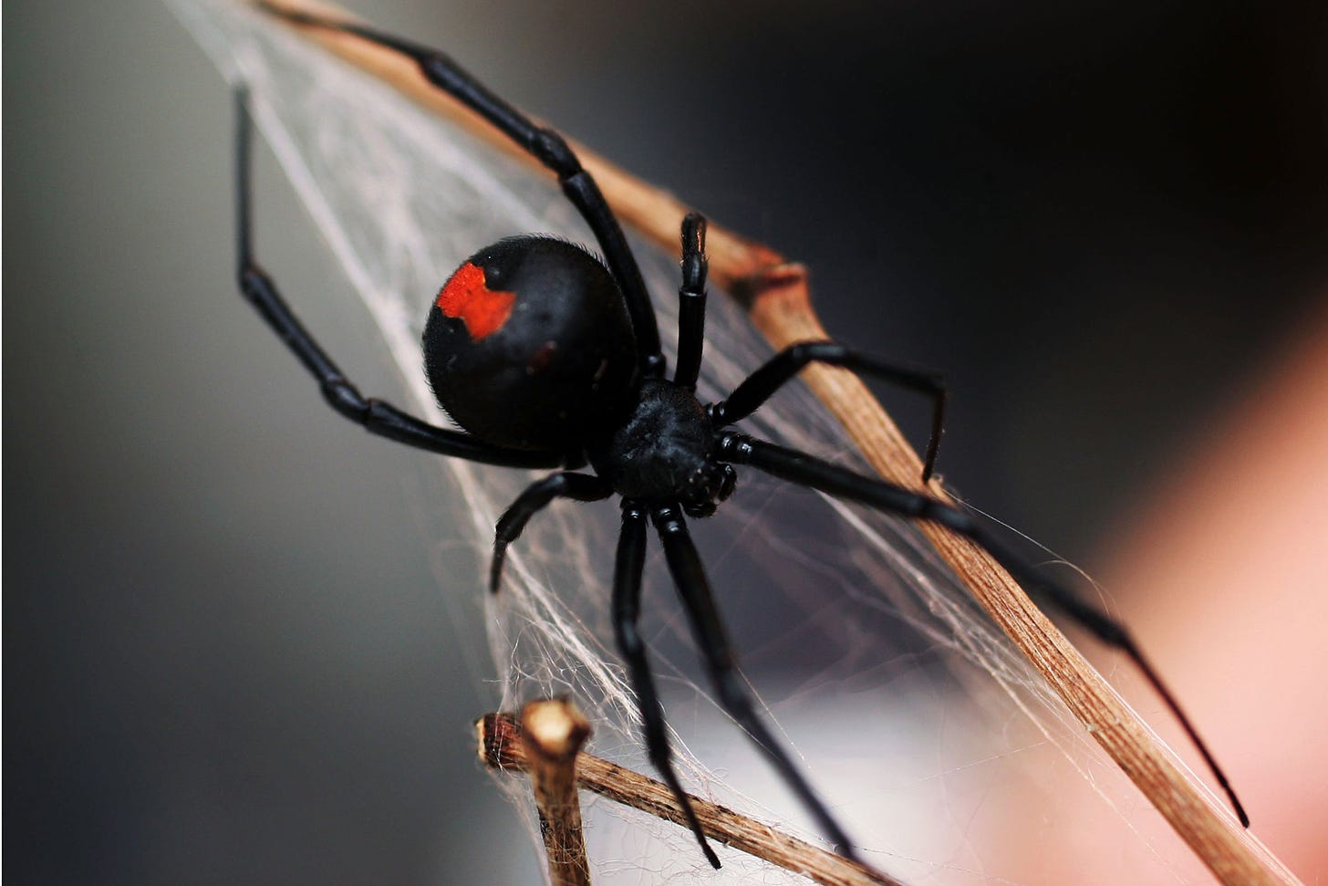 Black Widow Spider Wallpaper (72+ images)