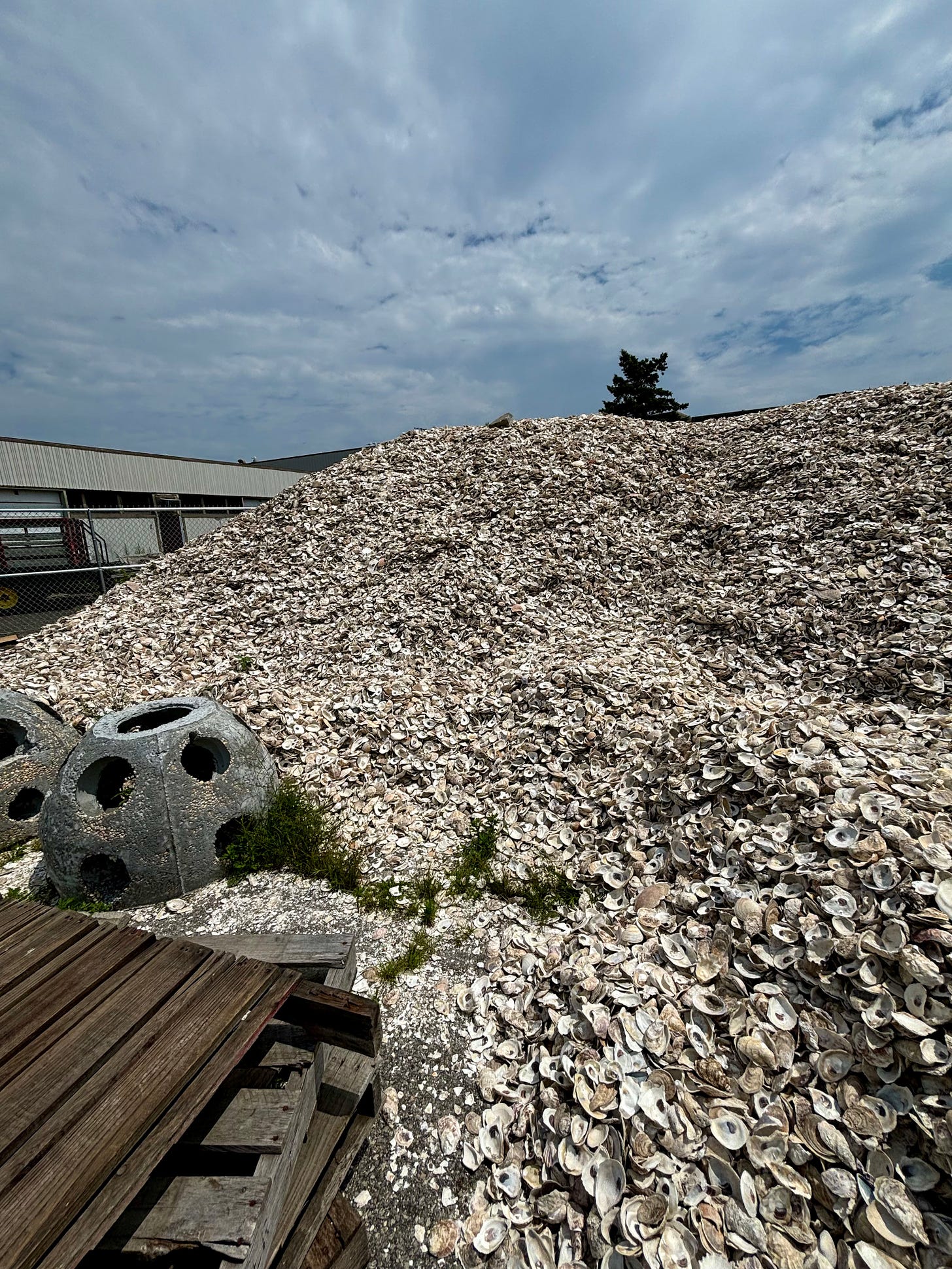 A shell pile with two eco domes to the front left. From the angle, the pile is higher not only than the fence both other buildings behind it. Only the tree top is taller. The sky is cloudy but bright.