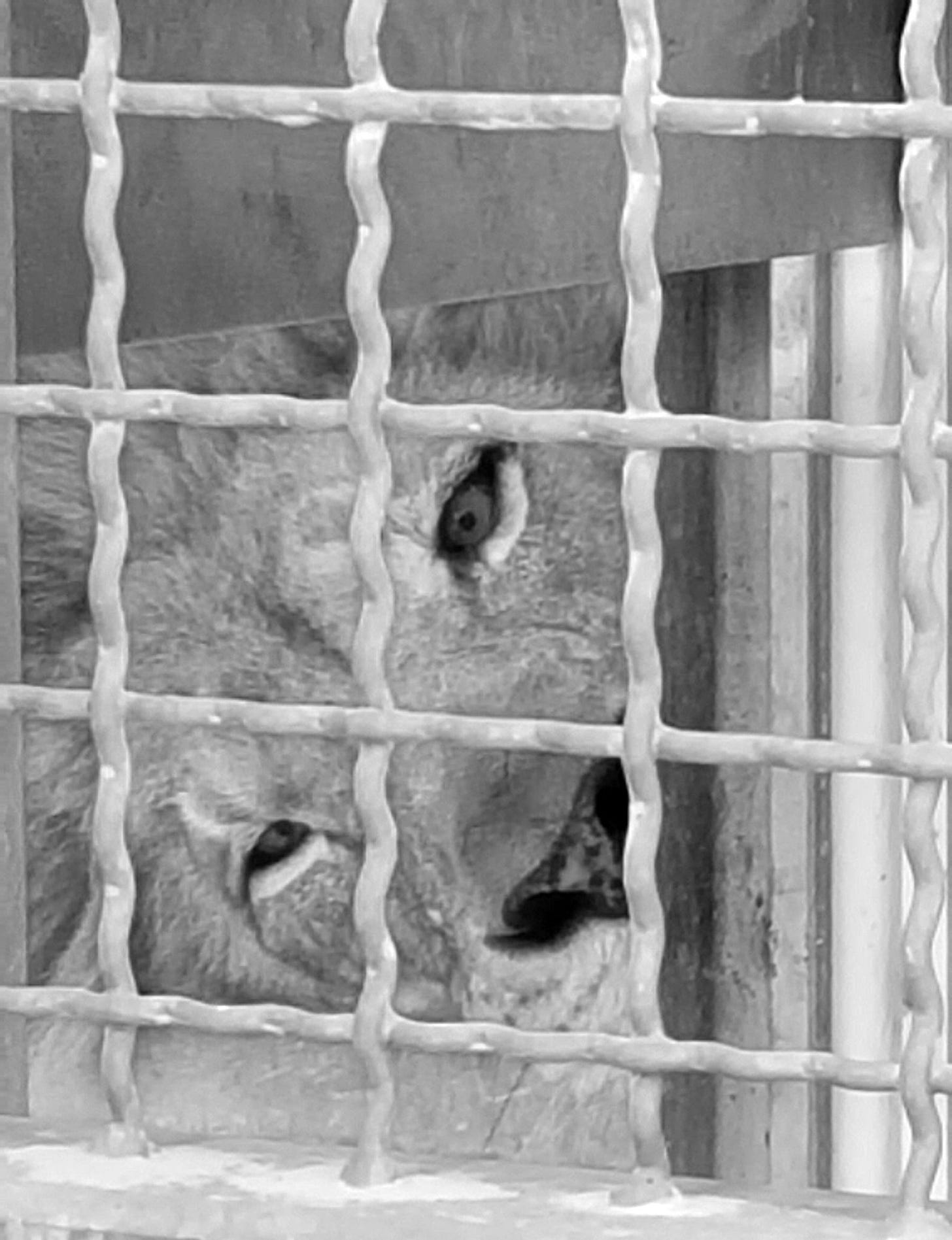 Lion in cage