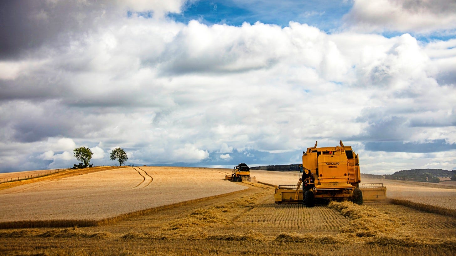 combine harvesters harvesting wheat