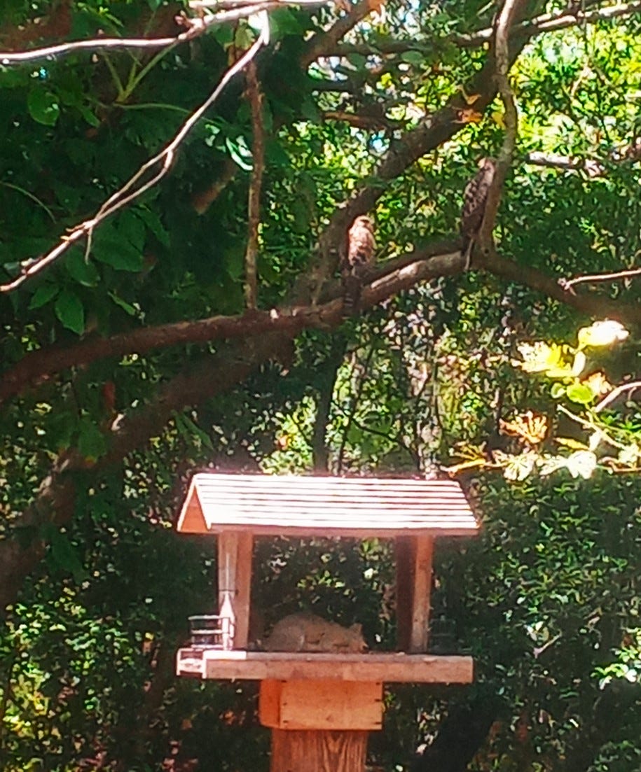 A pair of hawks look on as a squirrel gets it eat on.