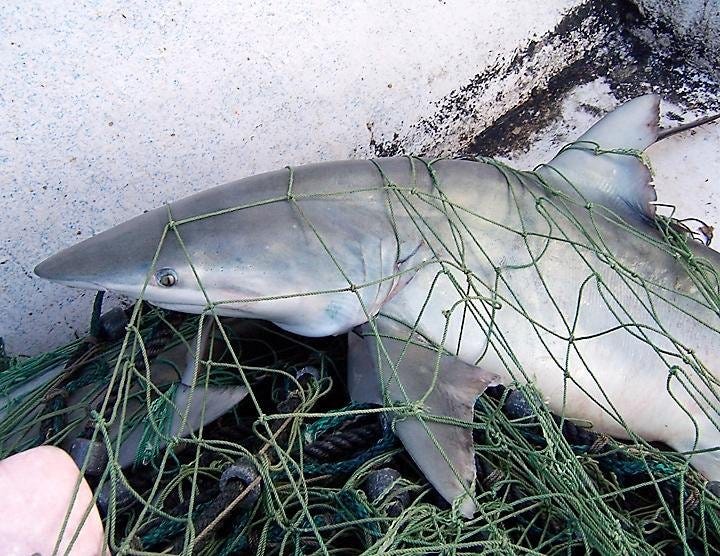 Shark entangled in a net on board a fishing vessel