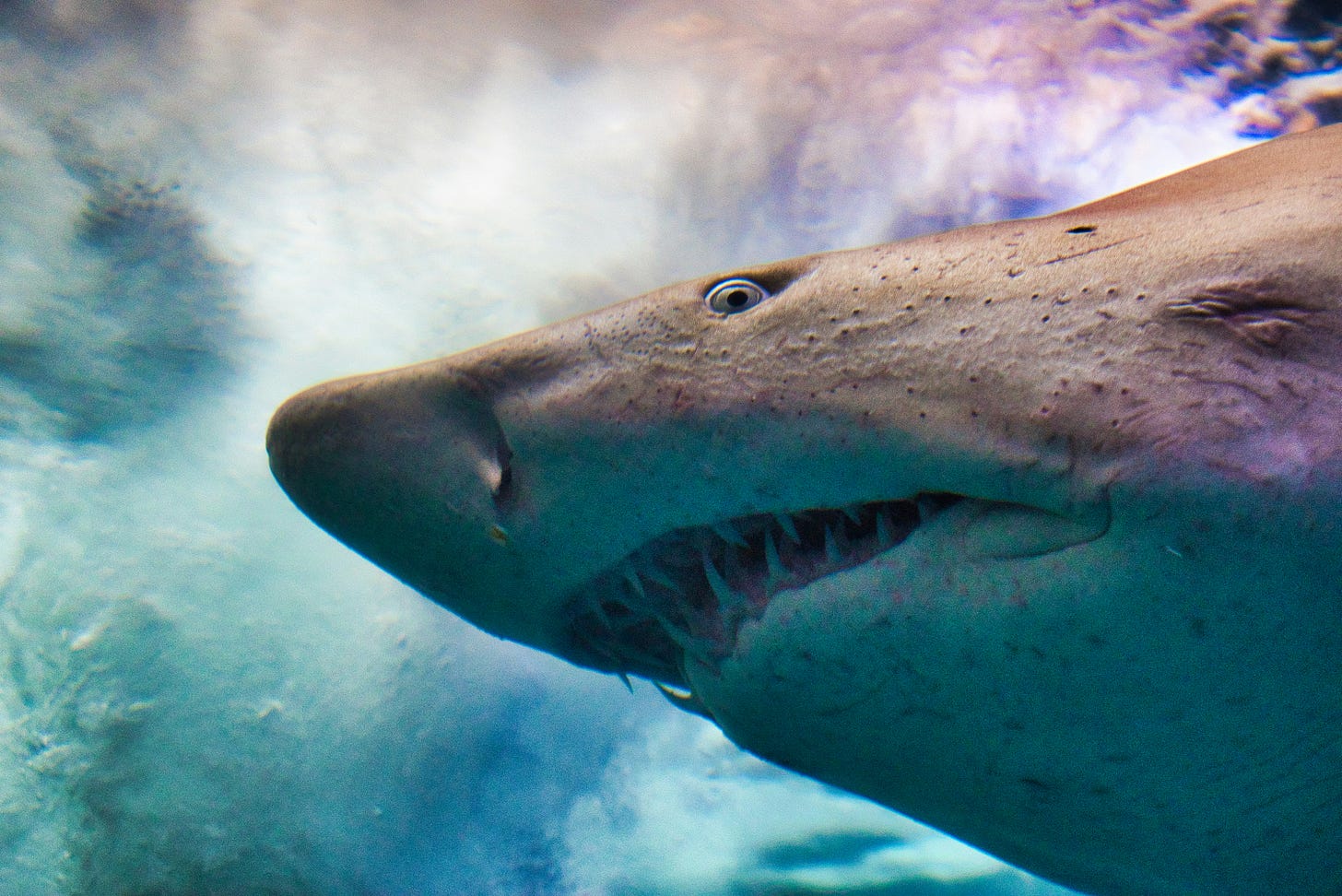 A shark swims near the surface, blue skies above it. 