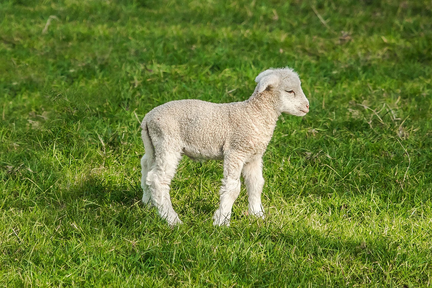 Dolly the Sheep: 22 years on | IVF Bioscience