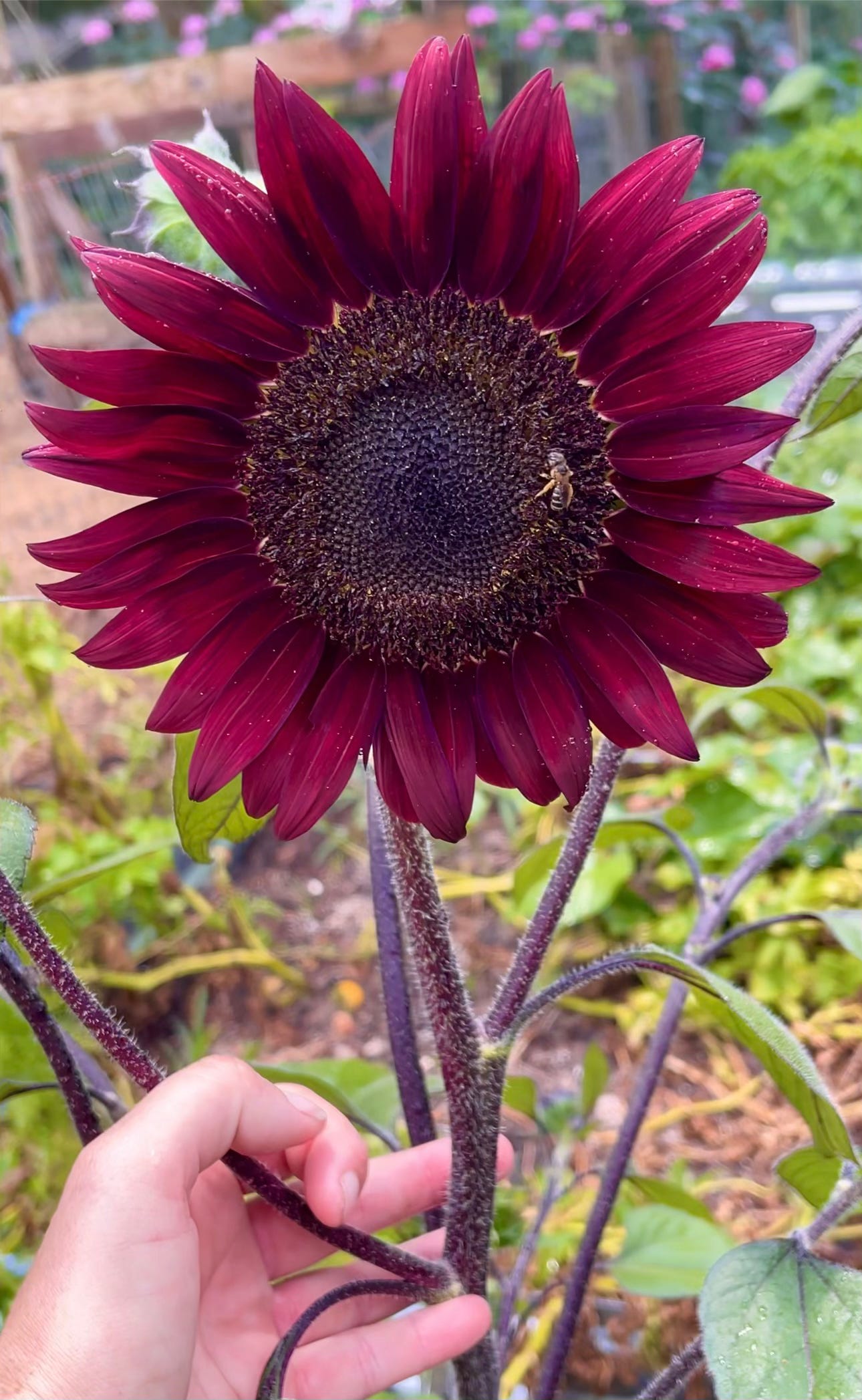 A hand holds the stem of a purple sunflower with a bee crawling on it.