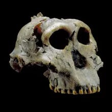 Paranthropus boisei | The Smithsonian Institution's Human ...