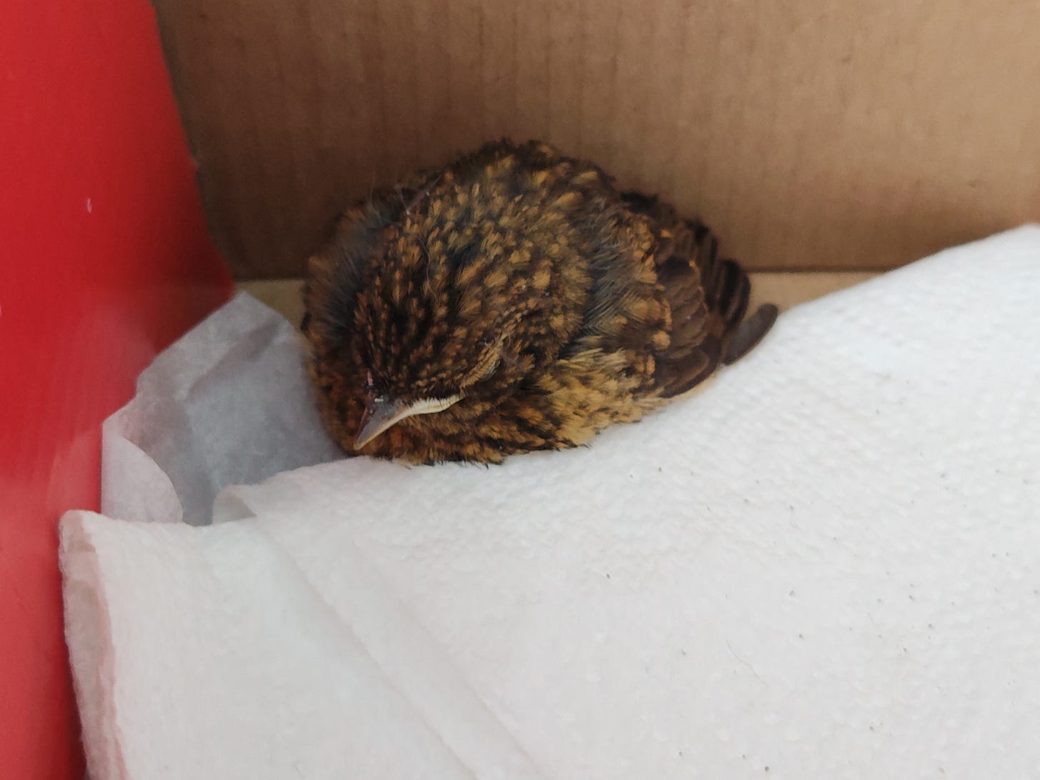 Photogrpah of a fledgling wren sitting in some kitchen roll in a box.