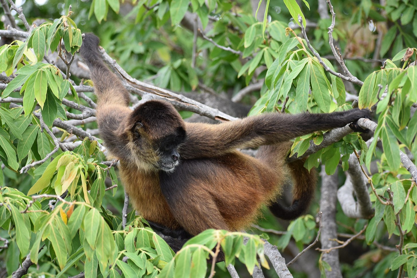 Nicaraguan monkey