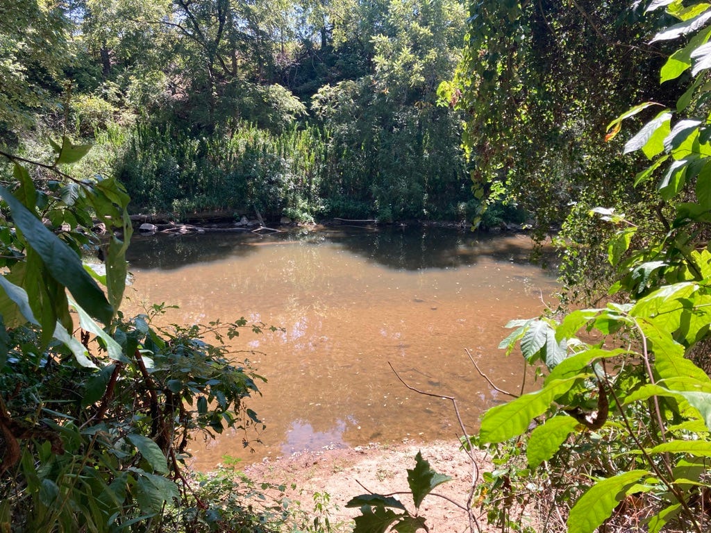 brown river framed by trees