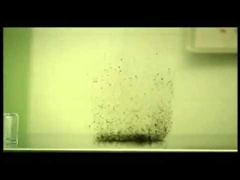 Fleas in a jar (similarity in fleas and human behaviour) - YouTube