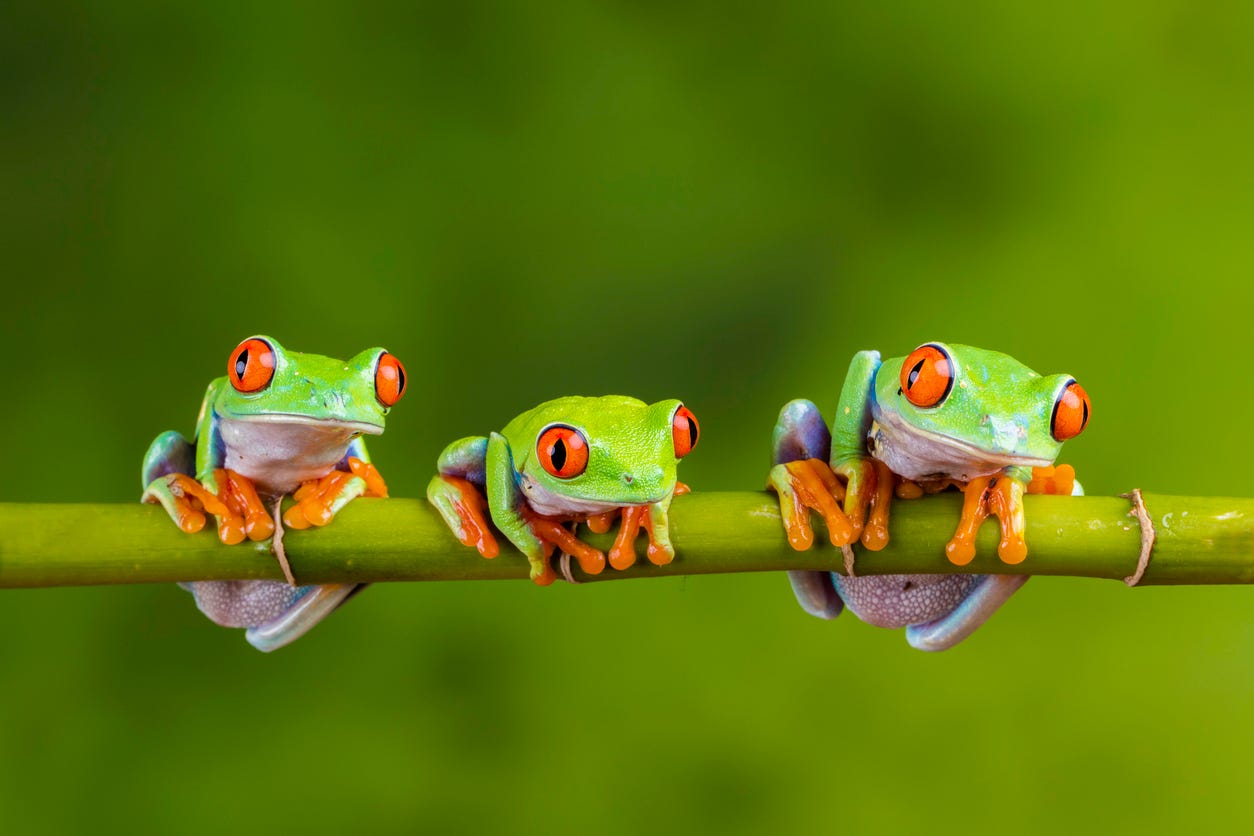 Three green treefrogs with red eyes and orange feet sit on a branch. They are adorable.