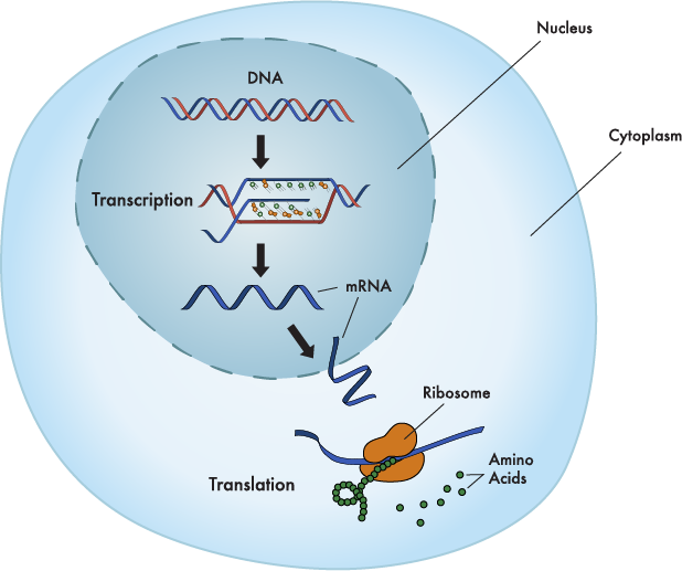 A Brief Review of Protein Synthesis – Mission to Mars