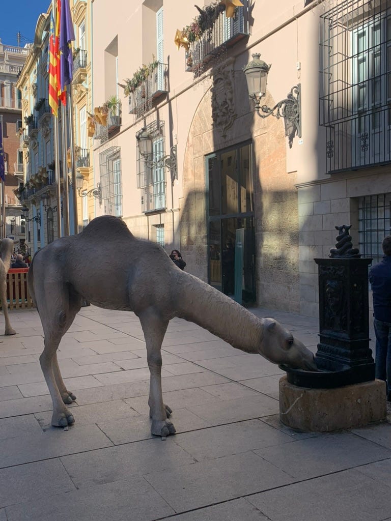 In Plaza Manises, one of the camels from the nativity scene is drinking from the public water fountain.