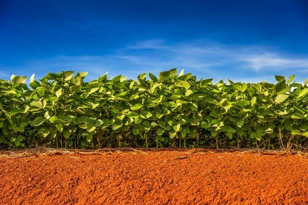 soy plantation soy plantation with blue sky soybean plant stock pictures, royalty-free photos & images